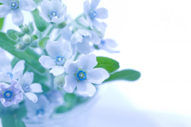 青いお花