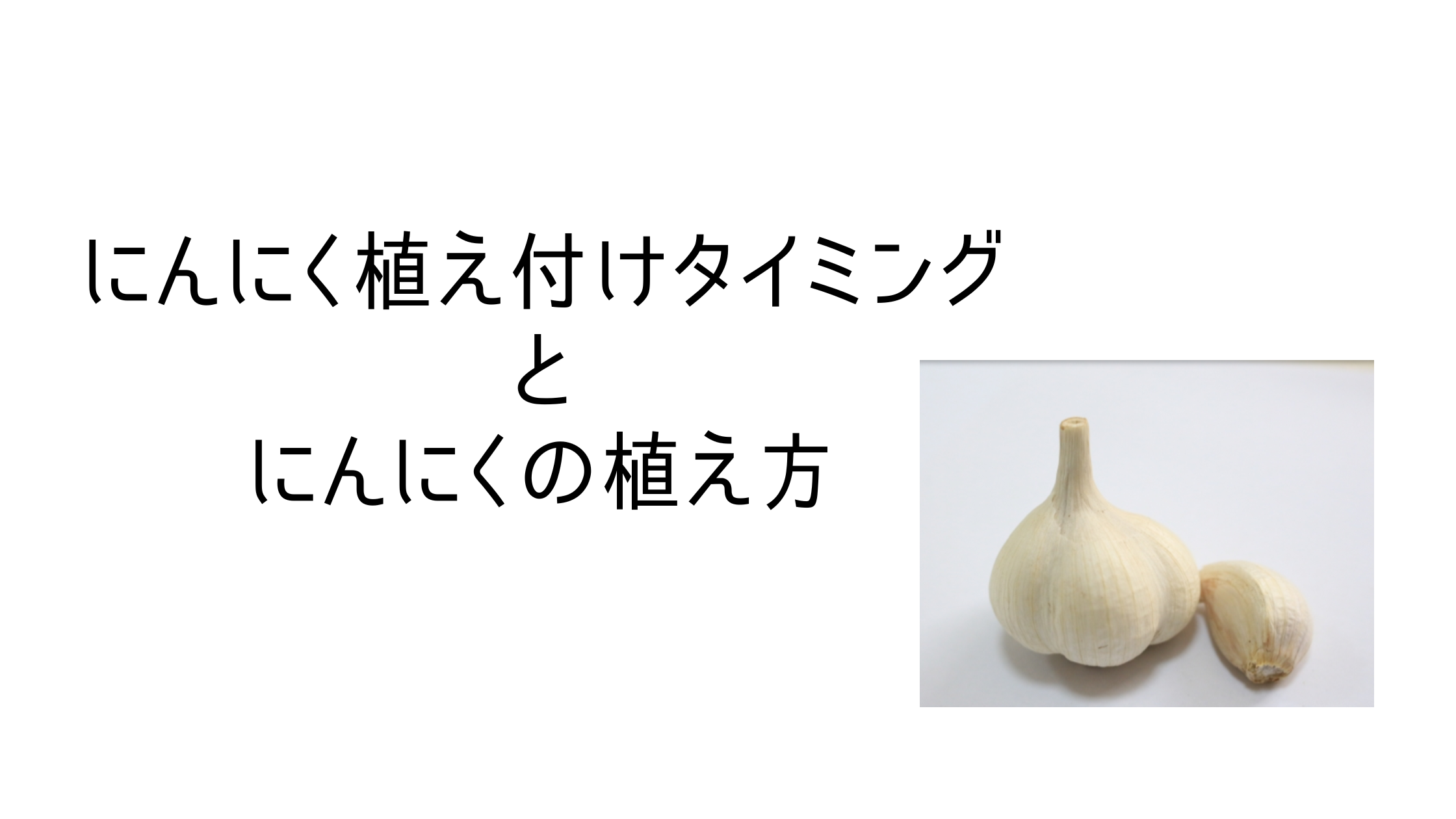 my garden-garlic